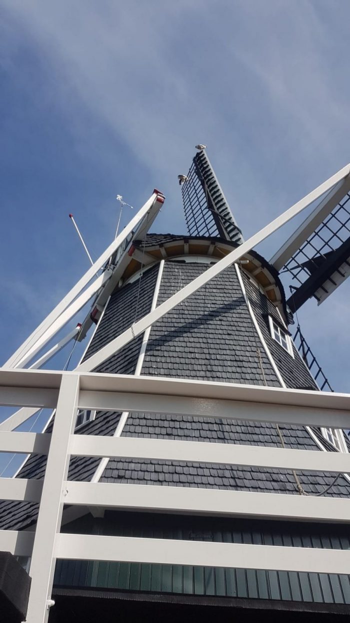 Ooievaars bezoeken Benninkmolen